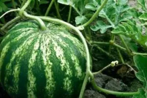 Cultivarea pepene verde în câmp deschis - din semințe la boabe coapte, dragoste grădina mea (semințe) Cultivarea pepene verde în câmp deschis - din semințe de la fructe de padure coapte, îmi place grădina mea