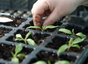 tomate în creștere în casă - plantare pe balconul video (în creștere) Cultivarea tomate în casă - plantare pe balcon Video