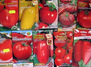tomate în creștere în casă - plantare pe balconul video (în creștere) Cultivarea tomate în casă - plantare pe balcon Video