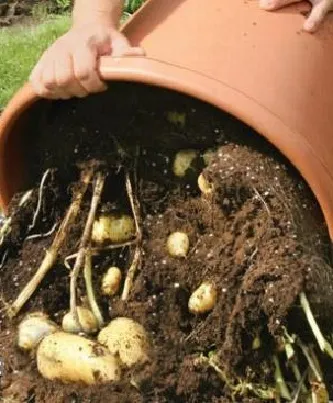 Cultivarea cartofi într-un butoi în cabana de vară