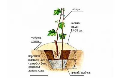 maturare de viță de vie, creșteri și modul de a accelera maturarea