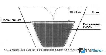 Cultivarea acasă de lotus