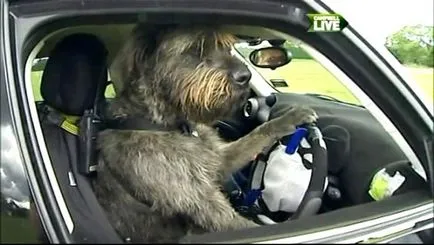 În Noua Zeelandă, câinii să învețe să conducă (nou) În Noua Zeelandă, câinii să învețe să conducă