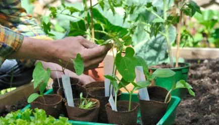 Transplantarea de legume și culturi de plante ornamentale - zile de bun augur în 2017, grădina (răsadurilor) Transplantarea de legume și culturi de plante ornamentale - zi de bun augur în 2017, grădina