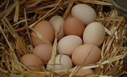 Eclozarea pui din ouă care fac, descrierea procesului, video