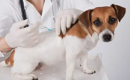 Hepatita virală la câini