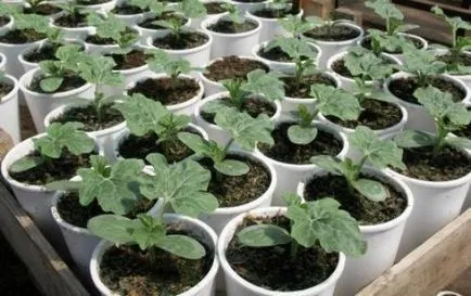 Cultivarea pepene verde în câmp deschis - din semințe la boabe coapte, dragoste grădina mea (pepene verde) Cultivarea pepene verde în câmp deschis - din semințe de la fructe de padure coapte, îmi place grădina mea
