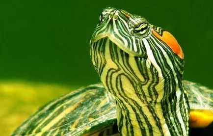 Turtles în conținutul de acasă, produse alimentare (apă) Turtles în conținutul de acasă, produse alimentare