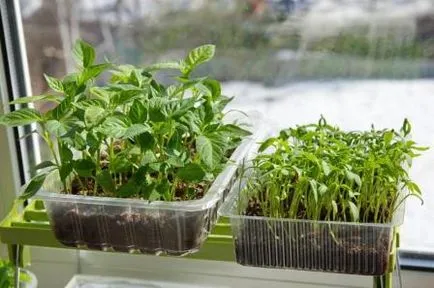 Transplantarea de legume și culturi de plante ornamentale - zile de bun augur în 2017, grădina (răsadurilor) Transplantarea de legume și culturi de plante ornamentale - zi de bun augur în 2017, grădina