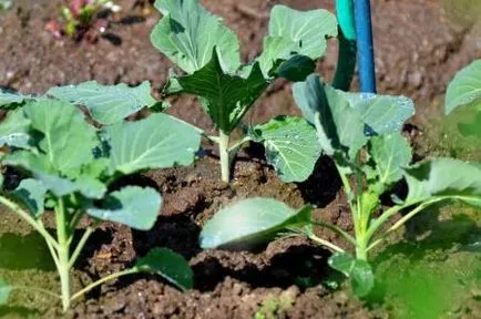 Transplantarea de legume și culturi de plante ornamentale - zile de bun augur în 2017, grădina (grădină) Transplantarea de legume și culturi de plante ornamentale - zi de bun augur în 2017, grădina