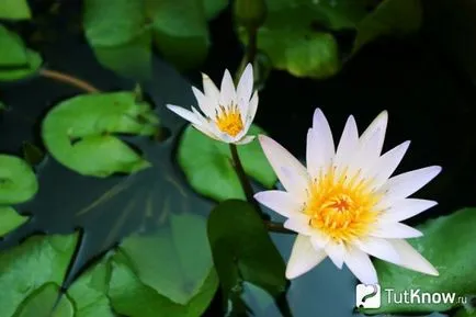 Cultivarea acasă de lotus