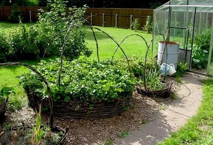 Îngrijire Victoria și în creștere în grădină (Victoria de plantare de cultivare de îngrijire) Victoria Îngrijire și în creștere în grădină