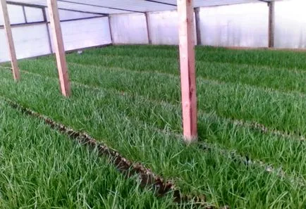 Cultivăm arpagic soiuri de ceapa, proprietăți, mașini agricole (de îngrijire a arpagic ceapa în creștere) Cultivăm arpagic soiuri de ceapa, proprietăți, agricole