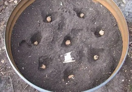 Cultivarea cartofi într-un butoi (varza) Cultivarea cartofi într-un butoi