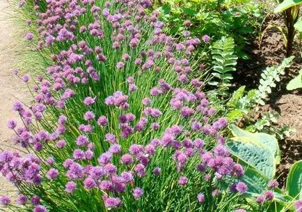 Grow shnitt soiuri de ceapa, proprietăți agricole (proprietăți) Cultivăm arpagic soiuri de ceapa, proprietăți, agricole