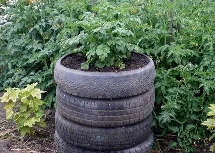 Cultivarea cartofi într-un butoi în cabana de vară
