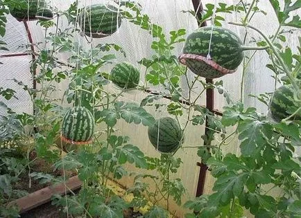 Cultivarea pepene verde în seră - de plantare și îngrijire