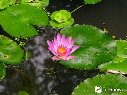 Cultivarea acasă de lotus