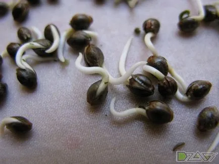 Cultivarea de canabis în casă - de la sămânță la umflături (în aer liber) Cultivarea de canabis la domiciliu - din sămânță la umflăturile