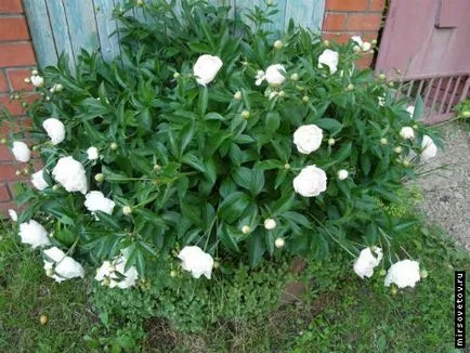 bujori în creștere