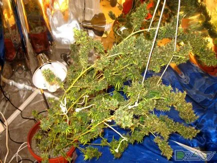 Cultivarea de canabis în casă - de la sămânță la lovituri (, sunați) Cultivarea de canabis la domiciliu - din sămânță la umflăturile