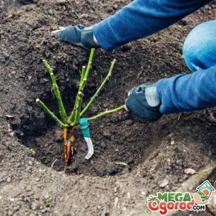 trandafiri în creștere - cum să planteze pregătirea solului, răsaduri și reguli de plantare
