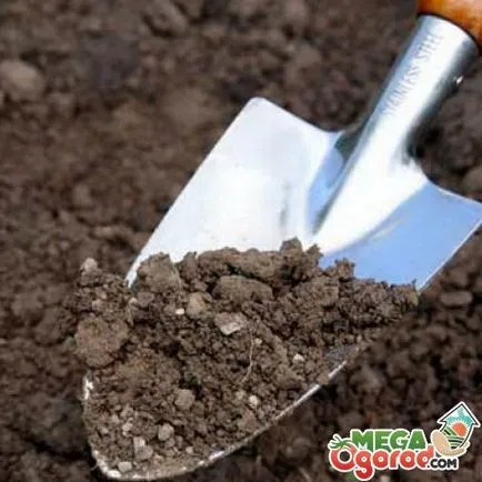 trandafiri în creștere - cum să planteze pregătirea solului, răsaduri și reguli de plantare
