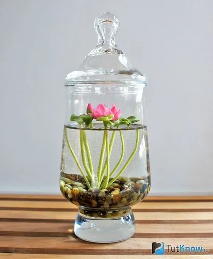 Cultivarea acasă de lotus