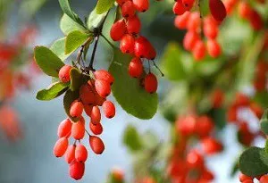 як лікувати нерви народними засобами