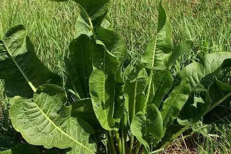 листя хрін хвороба суглоби лікування капустяний болю лікувати компрес