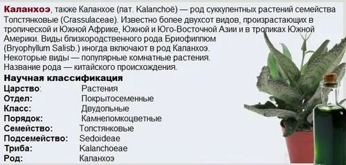 як лікувати нежить каланхое