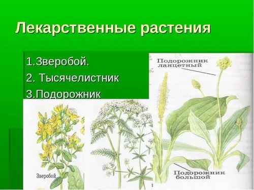 як лікувати геморой і поліпи