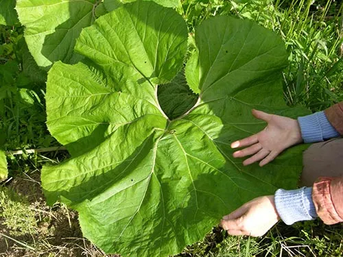 Лікування безпліддя травами народне лікування