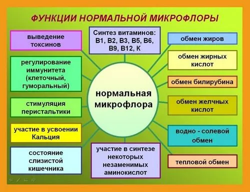 харчування
