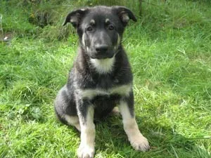 East European Shepherd Descriere rasa - câinele meu