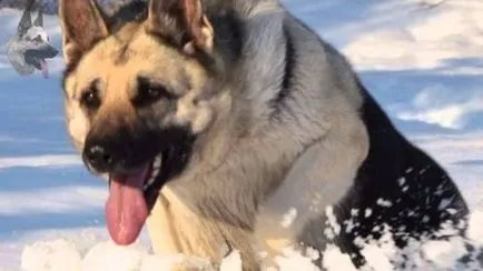 Caracteristici alsaciene câine rasa, poze si pret de pui (fotografii câine preț video de negru alimente urechi catelus pentru a hrăni caracteristicile bolii hara de formare Est Shepherd European de îngrijire rasa) Caracteristici alsaciene câine rasa, poze si pret de pui