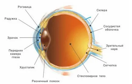 Totul despre modul în care câinii se vedea lumea noastră dacă distinge culori, un câmp de vedere al (câine) Totul despre modul în care câinii se vedea lumea noastră dacă distinge culori, un câmp de vedere al