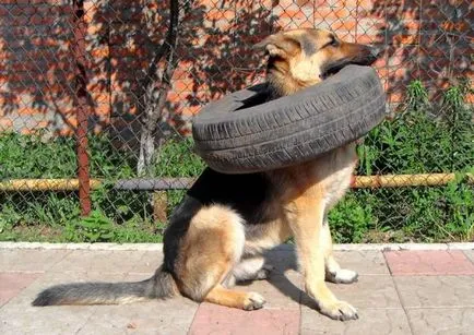 Alsacian caracter câine, sănătate, istorie și standard de rasa (foto)