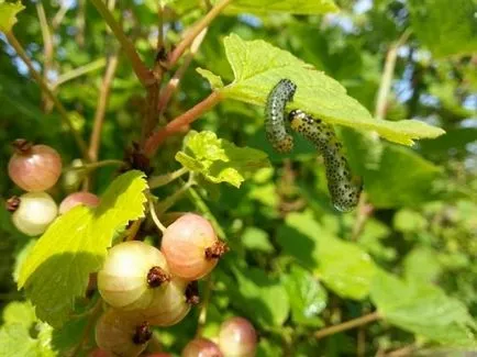 Daunatori currant și control