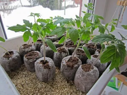 Toate răsadurilor de tomate și ardei