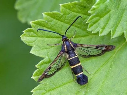 Daunatori currant și control