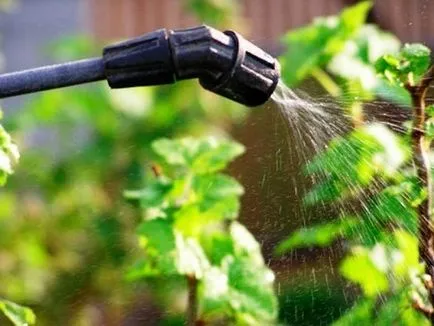 Daunatori currant și control