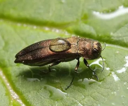 Daunatori currant și control