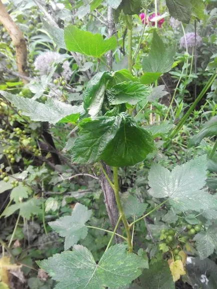 Daunatori coacaze si modalitati de a proteja împotriva lor