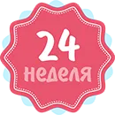 24 тиждень вагітності вага жінки