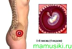 1 місяць вагітності 1 місяць вагітності