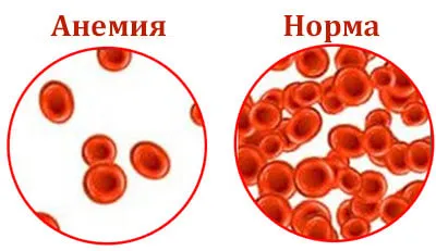яловичина