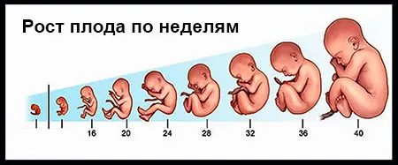 вагітний живіт у повних жінок