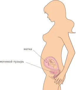 термін вагітності 28 тижнів
