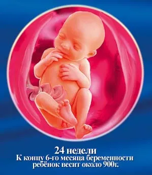 1 5 тиждень вагітності
